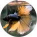 Fighting Fish