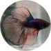 Fighting Fish