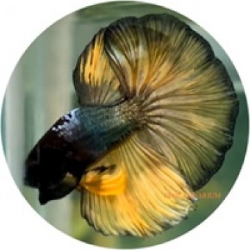 Fighting Fish