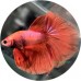 Fighting Fish