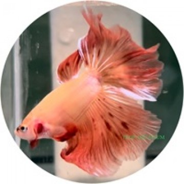Fighting Fish