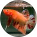 Fighting Fish