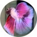Fighting Fish