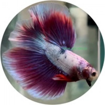 Fighting Fish