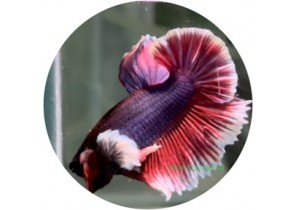Plackat Dumbo Betta