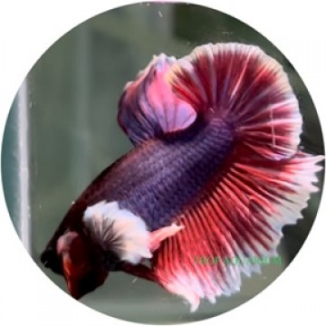 Plackat dumbo betta