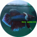 Fighting Fish