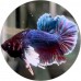 Fighting Fish