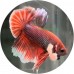 Fighting Fish