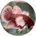 Fighting Fish