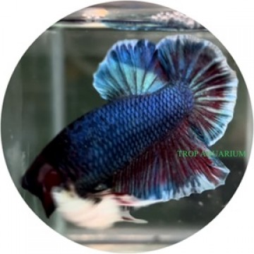 Fighting Fish
