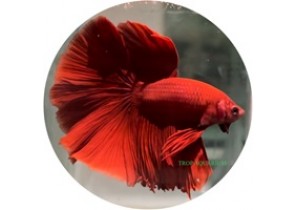 Red HMPK Betta