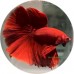 Fighting Fish