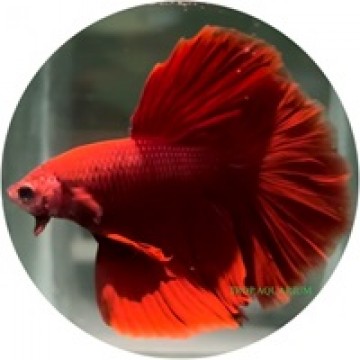 Fighting Fish