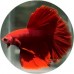 Fighting Fish