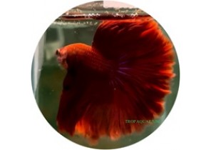 Red OHM Betta