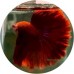 Fighting Fish
