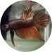 Fighting Fish
