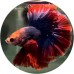 Fighting Fish