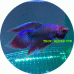 Fighting Fish