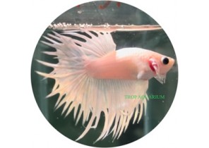 Crown Tail White Betta