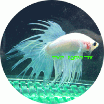 Fighting Fish