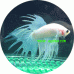 Fighting Fish