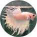 Fighting Fish