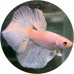 Fighting Fish