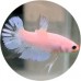 Fighting Fish