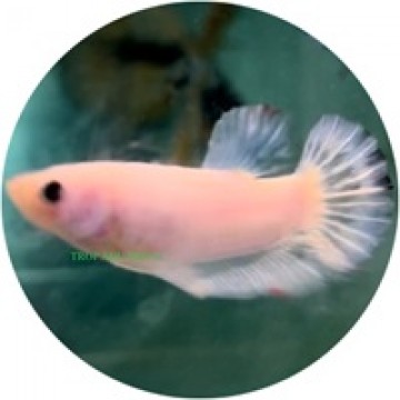 Fighting Fish