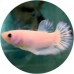 Fighting Fish