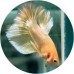 Fighting Fish