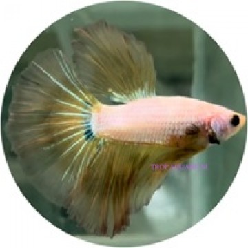 Fighting Fish