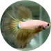 Fighting Fish