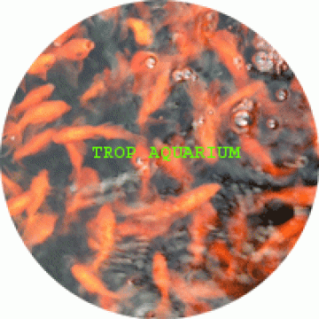 Assorted fantail goldfish