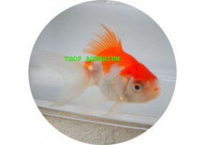 Red/White Fantail Goldfish