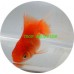 Goldfish