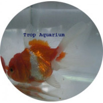 Oranda red/white (A Grade) goldfish