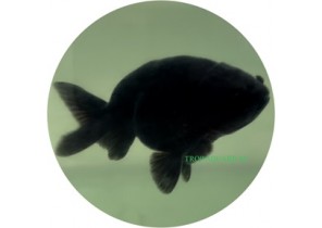 Ranchu Black Goldfish