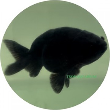 Ranchu black goldfish
