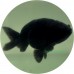 Goldfish