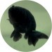 Goldfish