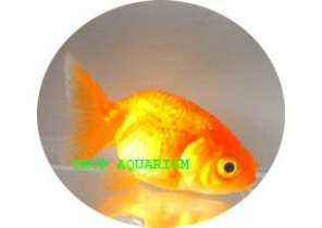 Ranchu Red Goldfish