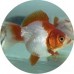 Goldfish