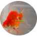 Goldfish