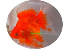 Ryukin Red (Grade A) Goldfish