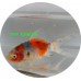 Goldfish