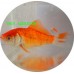 Goldfish