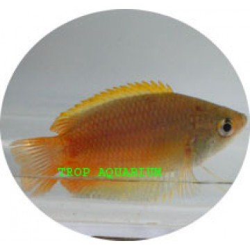 Honey gourami